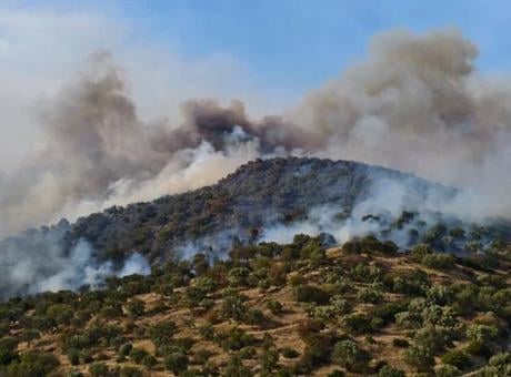 Aydın'da ziraat alanında çıkan yangın ormana sıçradı