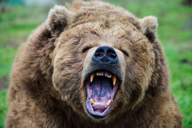 Grizzly bear attacks primary pupils and teachers with 11 injured and 2 fighting for their lives