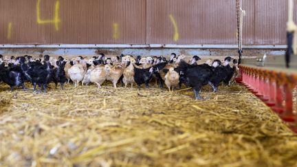 Grippe aviaire : "La filière fournira en quantité suffisante des volailles festives pour les Français à Noël", rassure l'interprofession