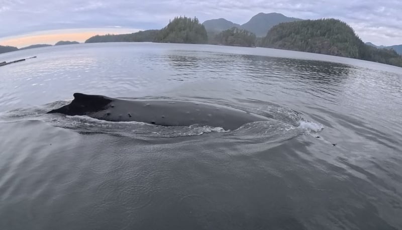 B.C. couple captures ‘crazy’ encounter with humpback whale, right off their dock