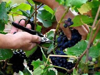 Mais pourquoi la France est-elle devenue une référence mondiale en matière de vin ?