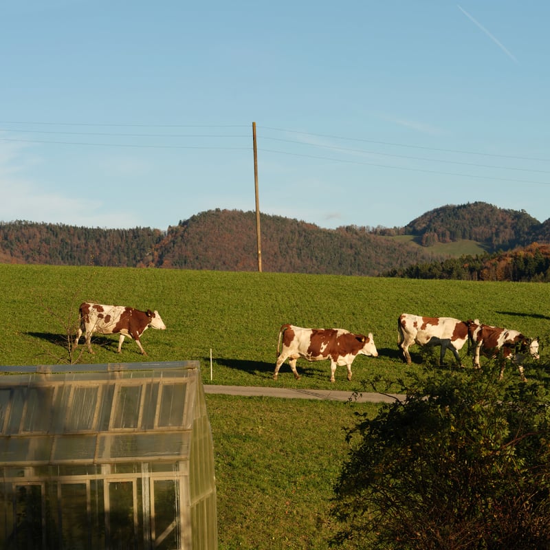 Switzerland Reaches Agreement With U.S. to Cut Tariff to 15%