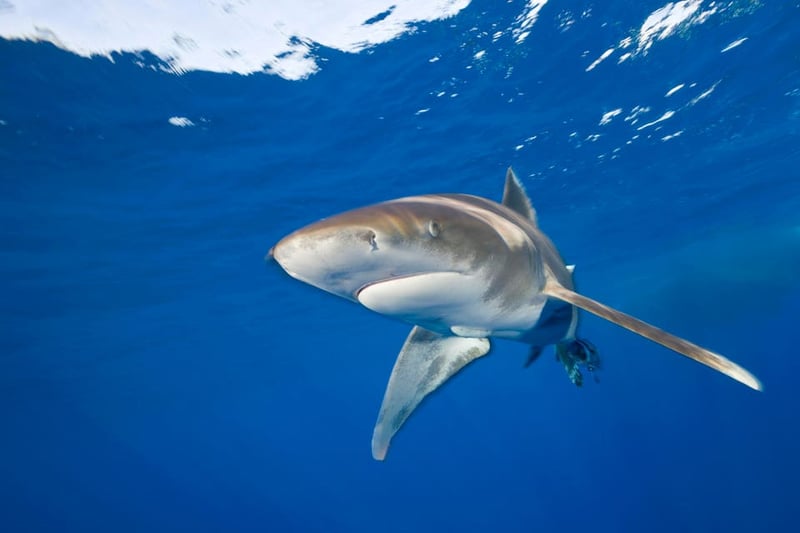 Mexico Finally Bans Fishing Of Threatened Atlantic Sharks