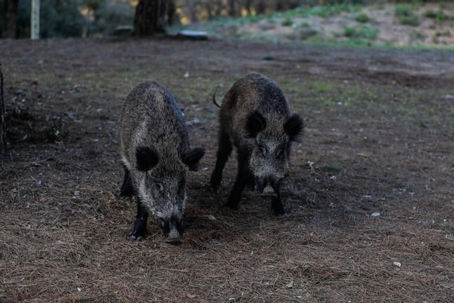 Las consecuencias de la peste porcina africana en Catalunya: ¿Puede afectar a los humanos?