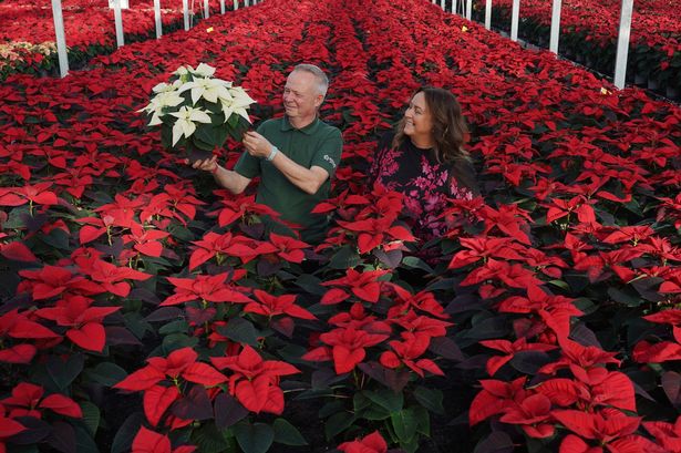 Dobbies welcomes delivery of poinsettias for Christmas at Sandyholm store