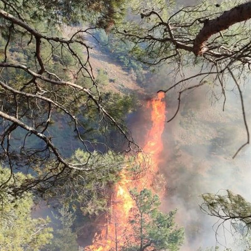 Hatay'da orman yangını