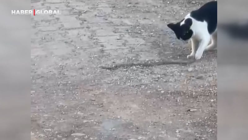 Siirt'te kedi, yılanı maymun etti