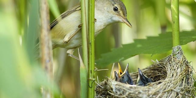 Pesticides « tueurs d’abeilles » : l’interdiction du principal néonicotinoïde a bénéficié aux populations d’oiseaux insectivores