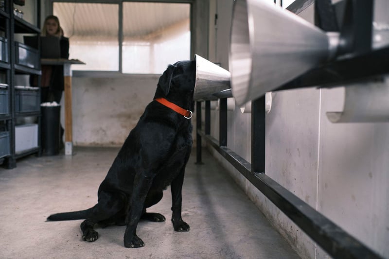 Cancer du sein : bientôt un « nez électronique » pour flairer la maladie ?