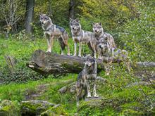 „Logik der Schädlingsbekämpfung“: Alois Rainer gibt den Wolf zum Abschuss frei