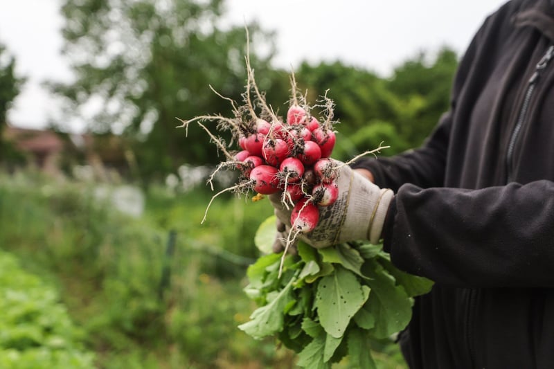 L’État a-t-il abandonné le bio au mauvais moment ?
