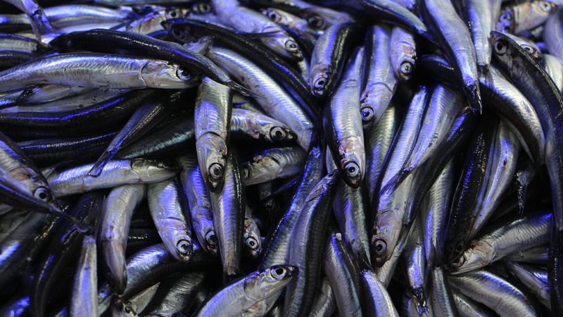 Hava soğudu, balık tezgahları hamsi ile doldu