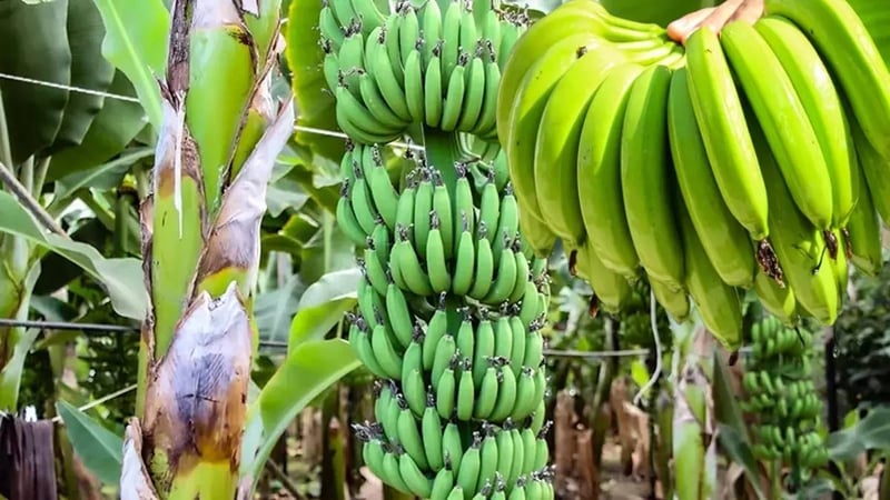 Devlet desteğiyle yapmaya başladılar, üretimi artırdılar: Adana’da üretim 7 bin 500 dekara çıktı