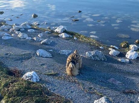 Gölde balıkçılar fark etti! Nesli tükenme tehlikesi altında