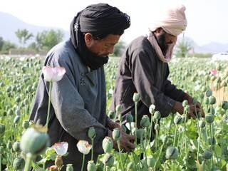 Voici comment la CIA a mené pendant dix ans une opération secrète pour saboter l’opium afghan