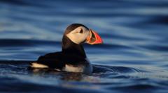 Puffins return to island for first time in at least 25 years