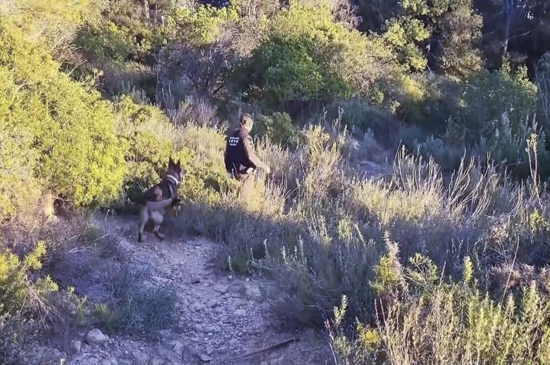 México suspende las importaciones de carne de cerdo desde España por la peste porcina