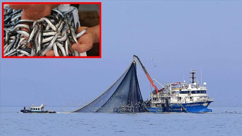Sıcaklıklar düşmedi, hamsiler kaçmaya başladı! Su sıcaklığının arttığı Karadeniz’de hamsi sorunu yaşanıyor