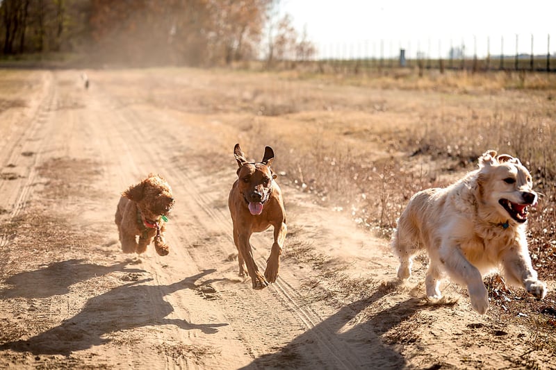 DNA Reveals the Secret History of Dogs