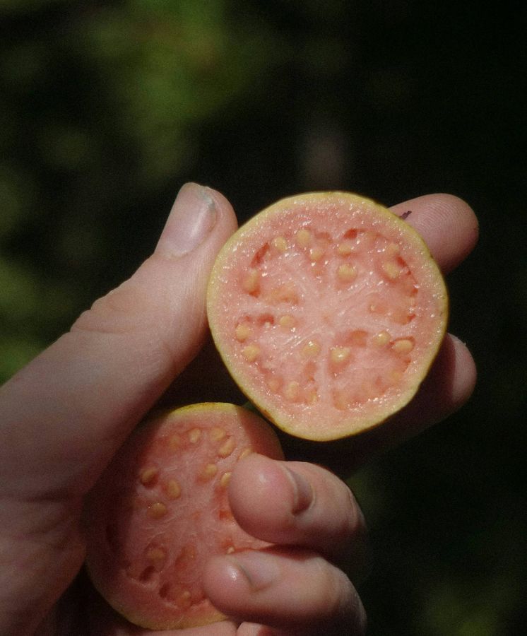 La mejor fruta de invierno para activar las defensas, proteger el sistema cardiovascular y controlar el azúcar