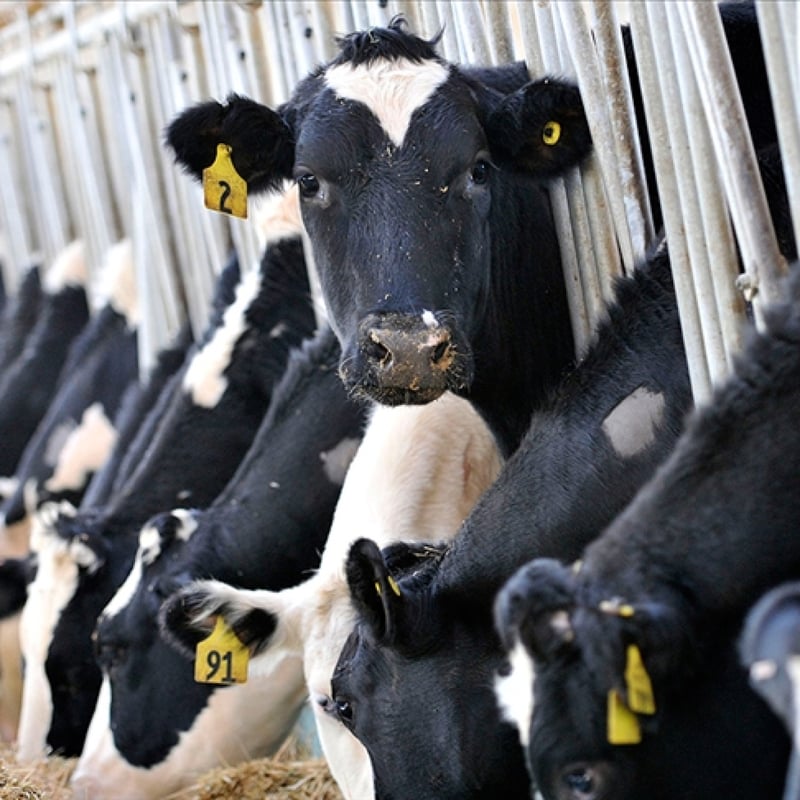 Süt üretimi azaldı