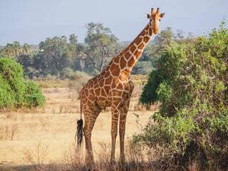 Pourquoi les girafes ont-elles de si longues pattes ? Une nouvelle étude révèle une explication surprenante