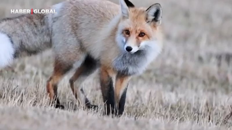 Kızıl tilkinin avına kurduğu pusu yakından görüntülendi