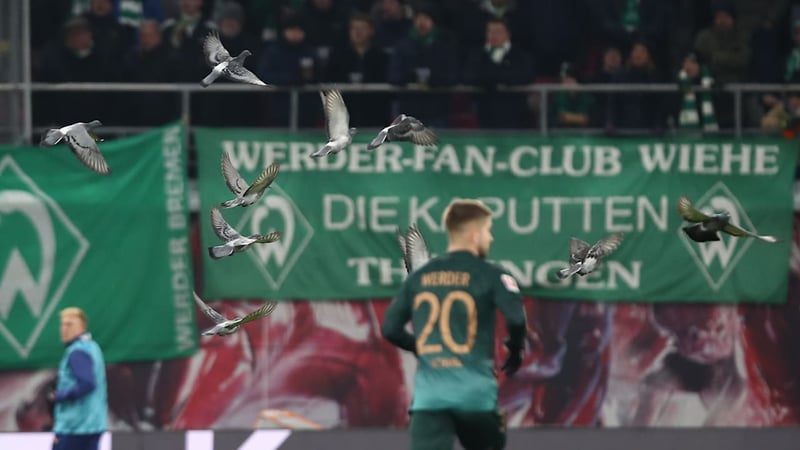 Sie denken nur ans Picken! - Tauben-Alarm bei Werder-Spiel