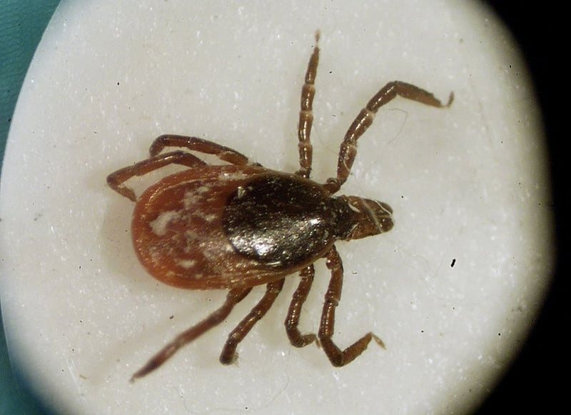 U.S. man’s death 1st-ever from red meat allergy caused by tick bite: report