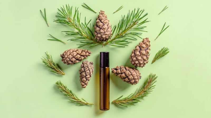 Zedernholz: Dieser Duft steht für Stärke, Erdung und Ausdauer