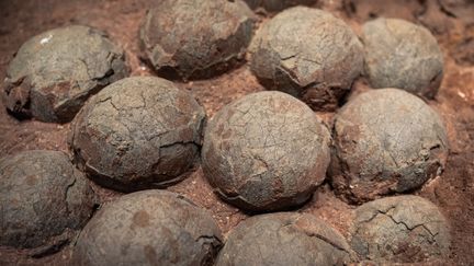 Œufs de dinosaures : une découverte majeure permet de les dater