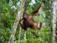 Kampf gegen Klimawandel: Deutschland gibt eine Milliarde für Fonds zum Schutz des Regenwalds