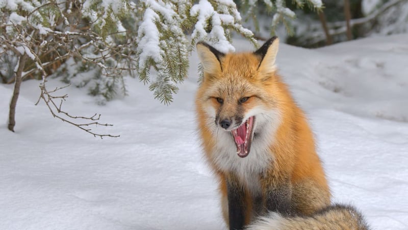 Tierisch tödlich - 4 ausgefuchste Thriller für ganz Clevere
