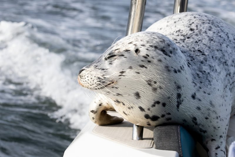 Seal escapes orca hunt by jumping onto photographer's boat