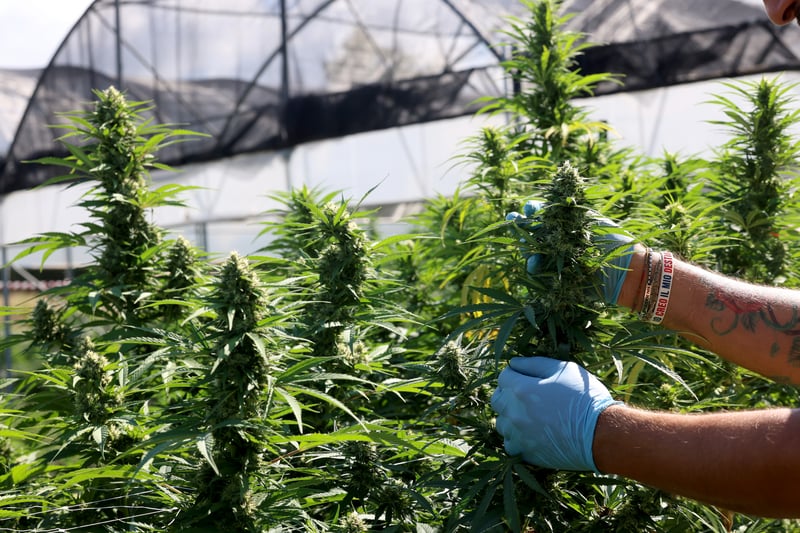 Trump’s ‘hemp ban’ shut down backdoor legal weed — and the pot industry is howling