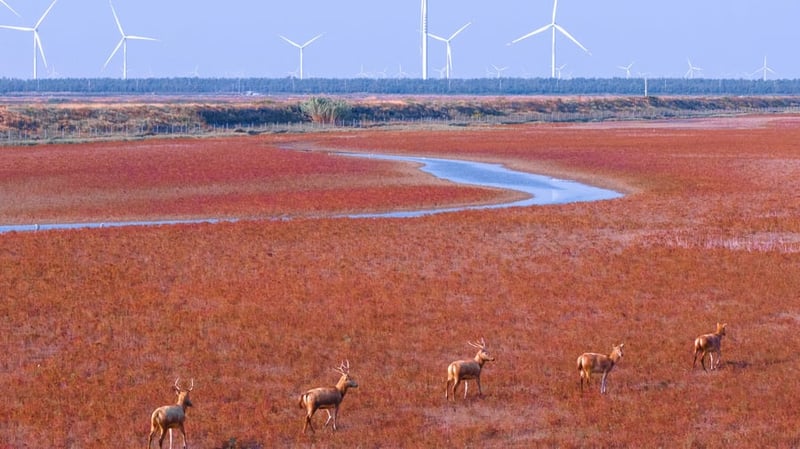 COP30: Chinas riskante Wette auf die Energiewende