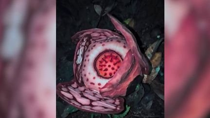 "Je ne m'attendais pas à ce que cette vidéo devienne virale" : après 13 ans de recherches, des scientifiques tombent sur une Rafflesia, l'une des fleurs les plus rares au monde, en pleine éclosion