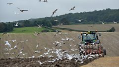 UK Vets Trained to Spot Human Cancer Signs