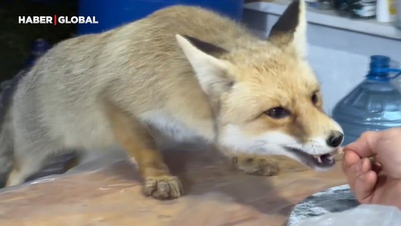 Tilki ailesi her akşam yemek için bağ evine gelip insanların elinden yemek yiyor