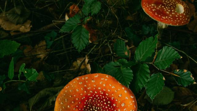 "Natur und deutsche Geschichte" : Vorsicht, giftig