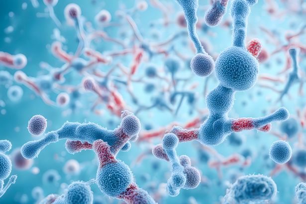 Symptoms of antibiotic-proof infection hitting England as deaths up more than 300