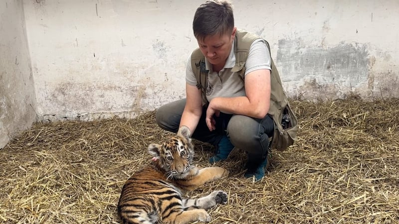 BILD im Flüchtlingsheim der Tiere - Löwen und Tiger auf der Flucht vor Putin