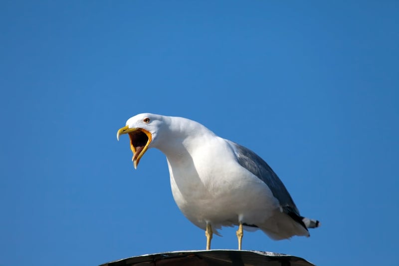 Finally, scientists have given us all the permission we needed to yell at seagulls