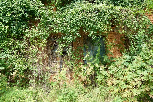 Woman 'speechless' after opening mystery door hidden behind brambles at new home
