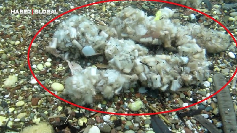 Sigara izmaritleri denizde pamuk tarlasına dönüştü