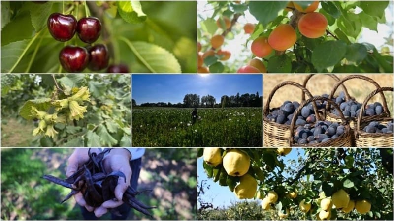 Türkiye’nin tarım başarısı! Tam 7 üründe dünya lideri, 22 üründe il üçe girdi