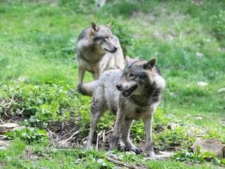 Après une attaque suspecte, le Maine-et-Loire renforce ses mesures de protection contre le loup