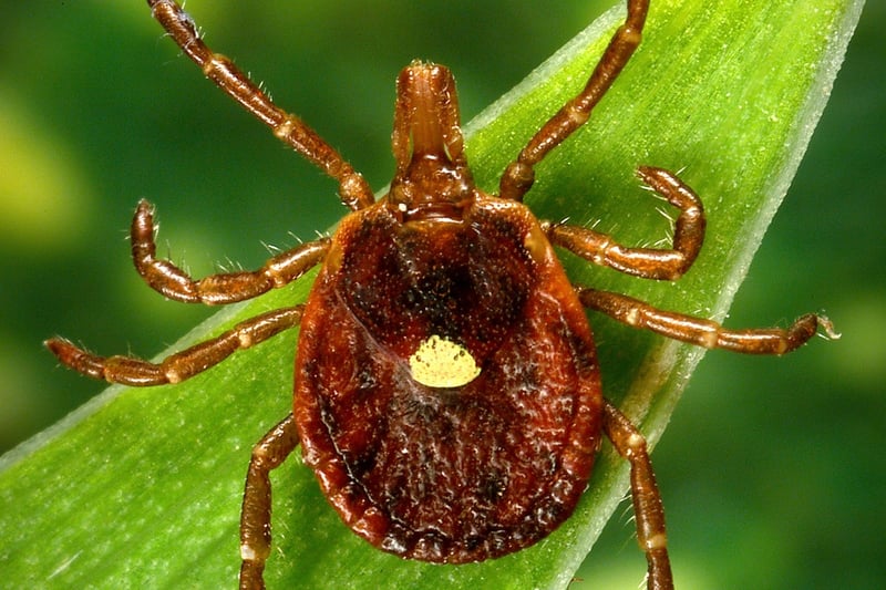 Scientists document a death from a meat allergy tied to certain ticks
