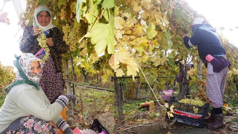 Havalar soğudu hasat bitmedi! Yaz meyvesi kış aylarında da üretiliyor: 20 liradan satılıyor