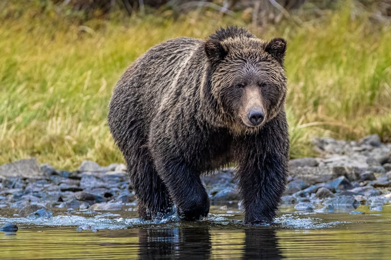 Three schoolchildren injured in grizzly bear attack as ‘heroic’ teachers tried to fight it off